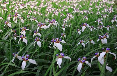 虚幻5MMORPG《传奇5》新演示视频 俊男靓女登场